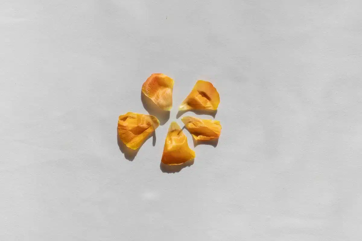 rosé  gastronomie