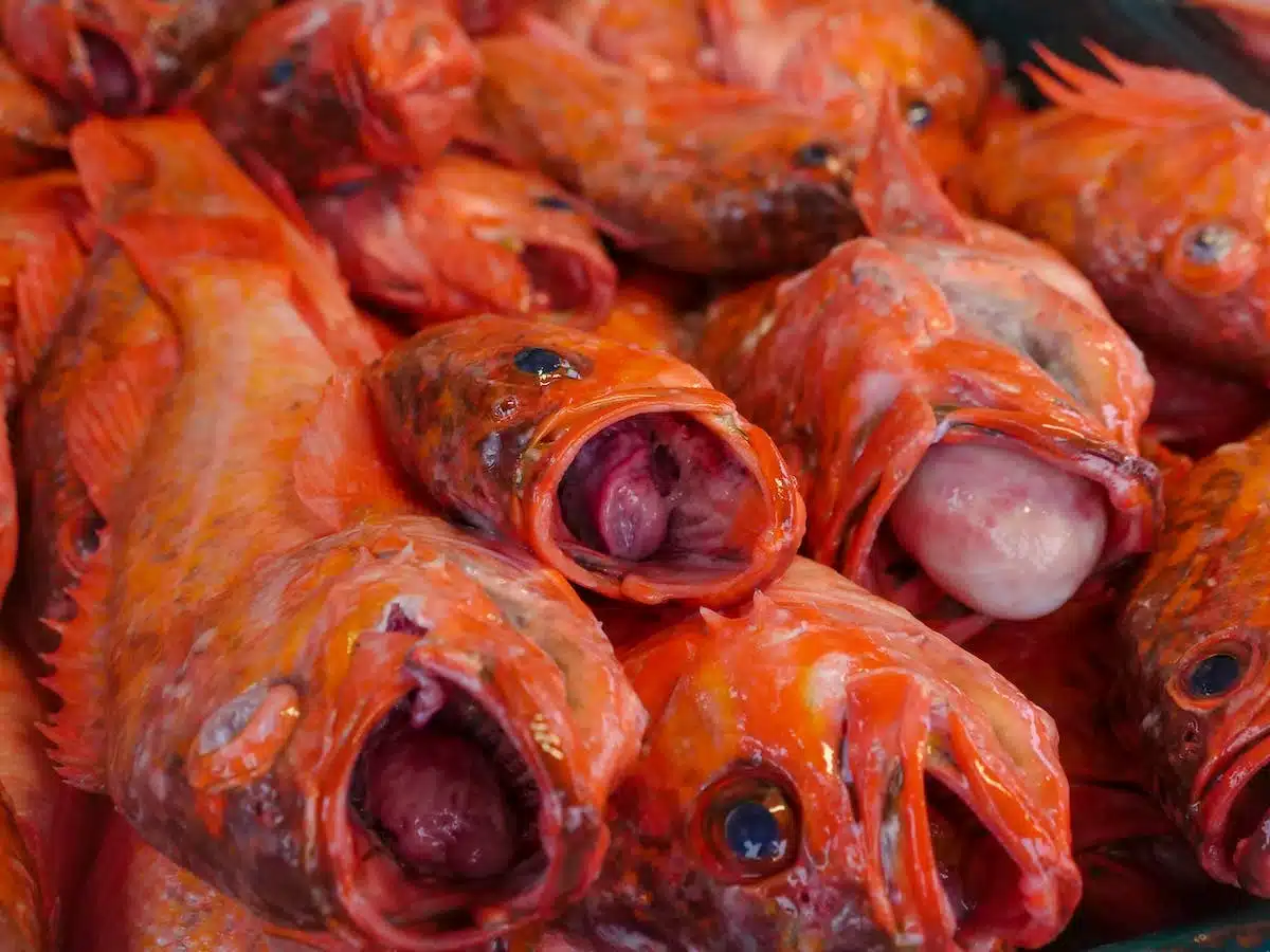 cuisine poisson