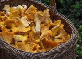 Quel champignon ressemble à un champignon de Paris ?