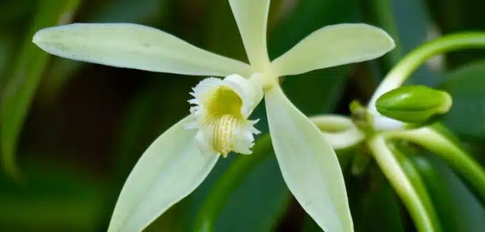 Plongée sensorielle : comprendre l'origine mystérieuse de l'arôme de vanille