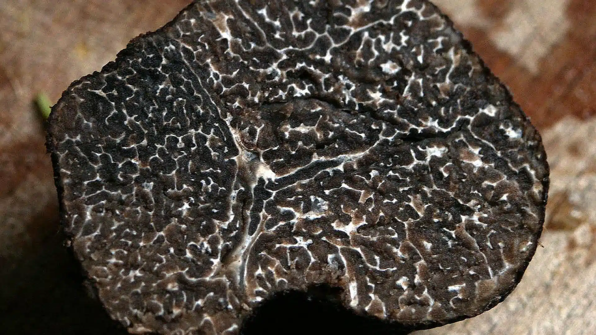 Quelle est la différence entre une truffe et un champignon ?